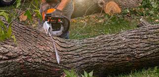 Best Tree Cabling and Bracing  in USA